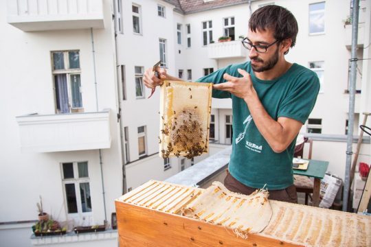 Bienenbox