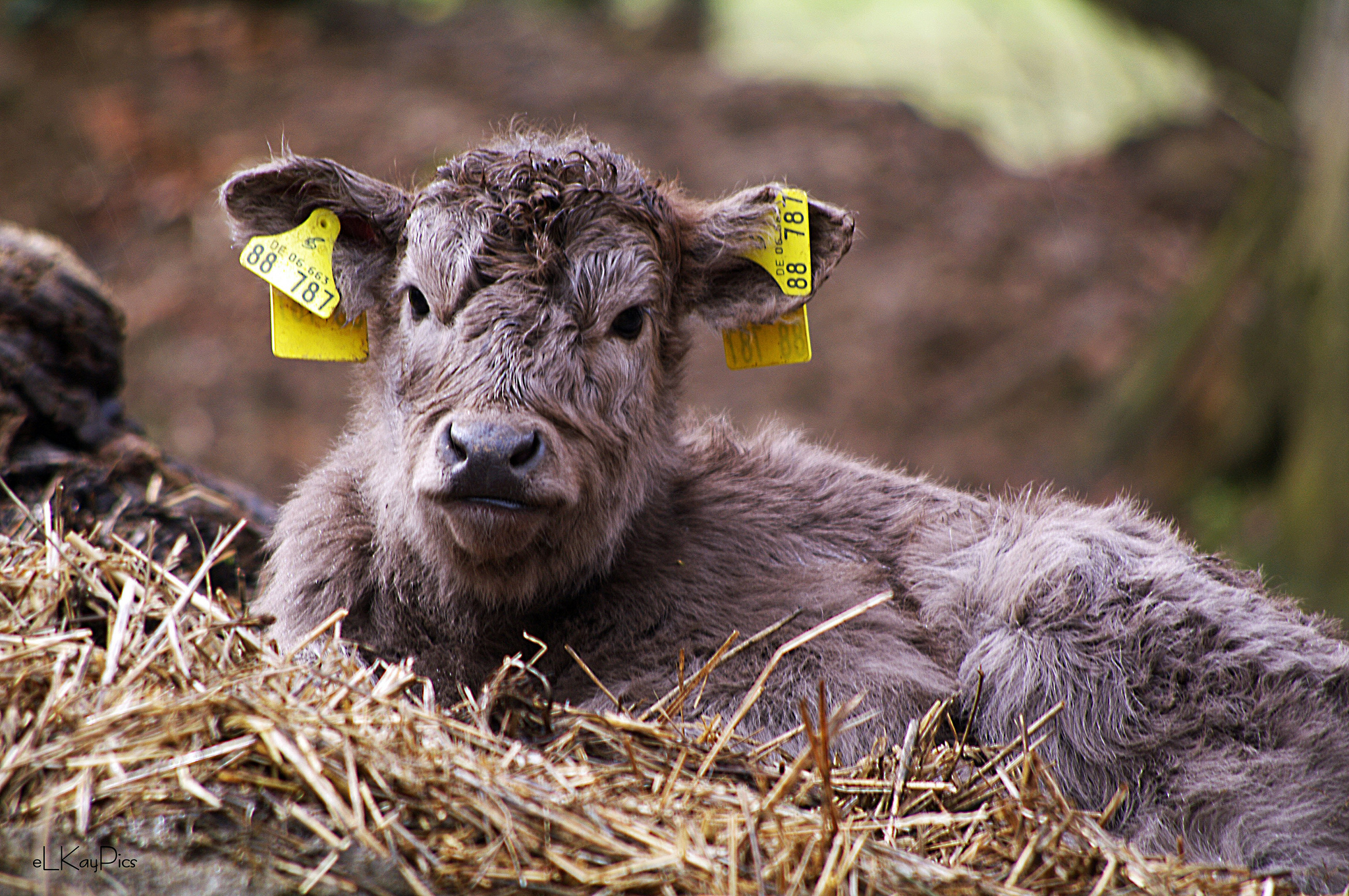 Was wird aus unserer Landwirtschaft? - BIORAMA