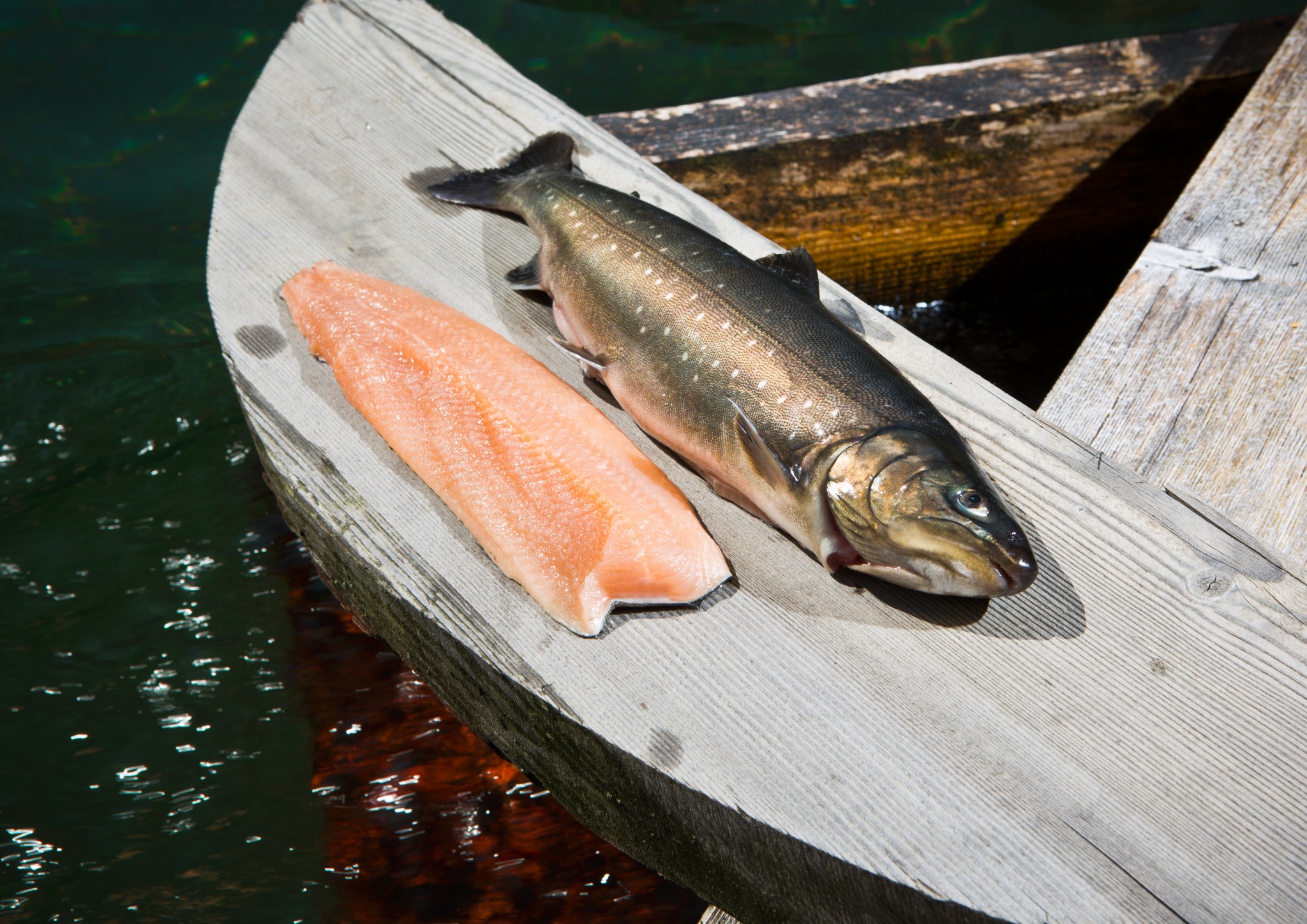 Ein Lachs in den Bergen Salvelinus Alpinus BIORAMA