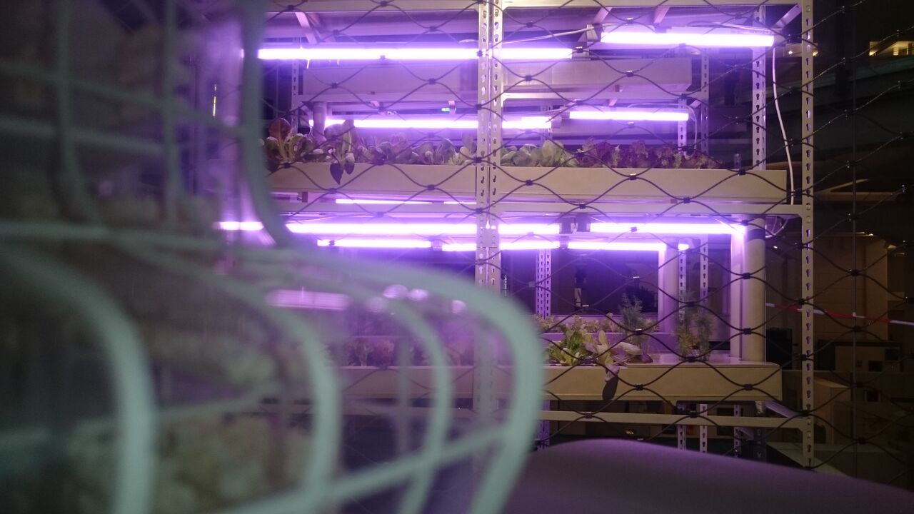 "Die Zukunft der Stadt": Die aktuelle Ausstellung im Technischen Museum widmet sich u.a. der urbanen Lebensmittelproduktion.
