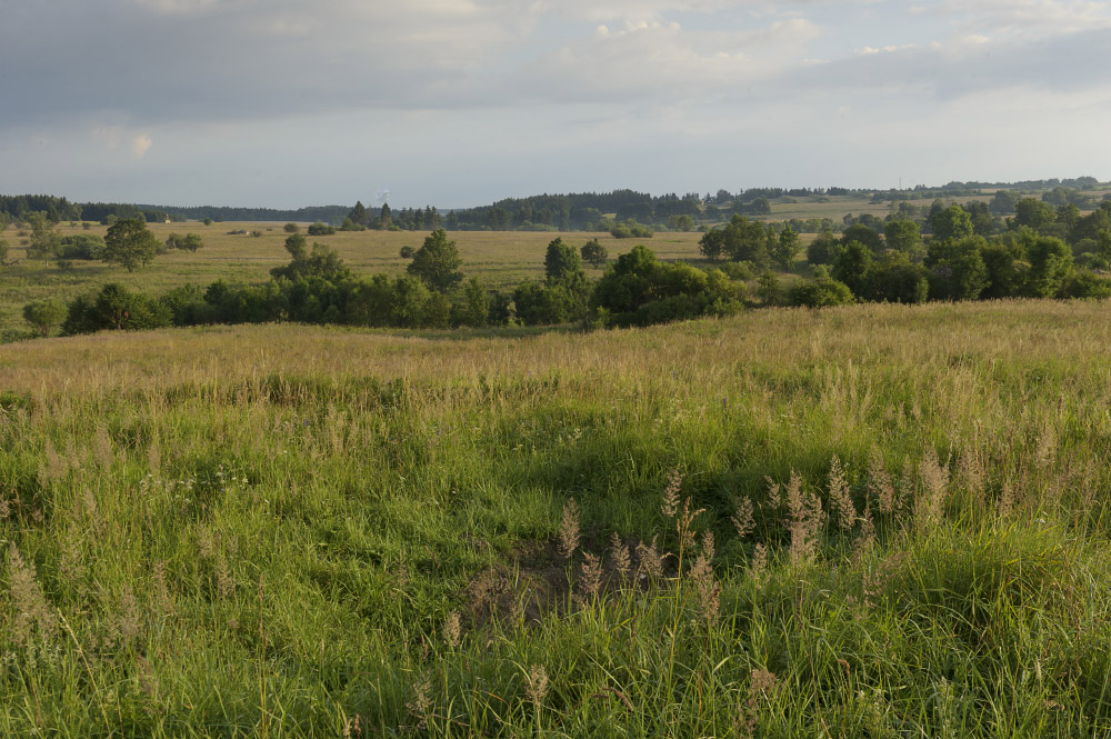 Kaum wo bietet die Kulturlandschaft Wildtieren so viel Platz wie im von Abwanderung geprägten Waldviertel. (Foto: Matthias Schickhofer)