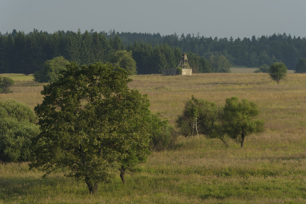 Wildreich wie kaum eine Gegend sonst: der Truppenübungsplatz bietet somit auch für den Wolf eine ideale Heimat. (Foto: Matthias Schickhofer)