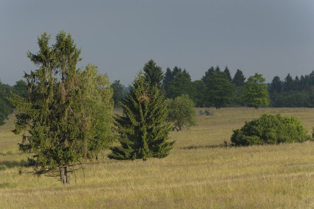 In der topographisch "einfachen" Gegend des Waldviertels sollte sich auch Weidevieh verhältnismäßig einfach vor Großraubtieren schützen lassen. (Foto: Matthias Schickhofer)