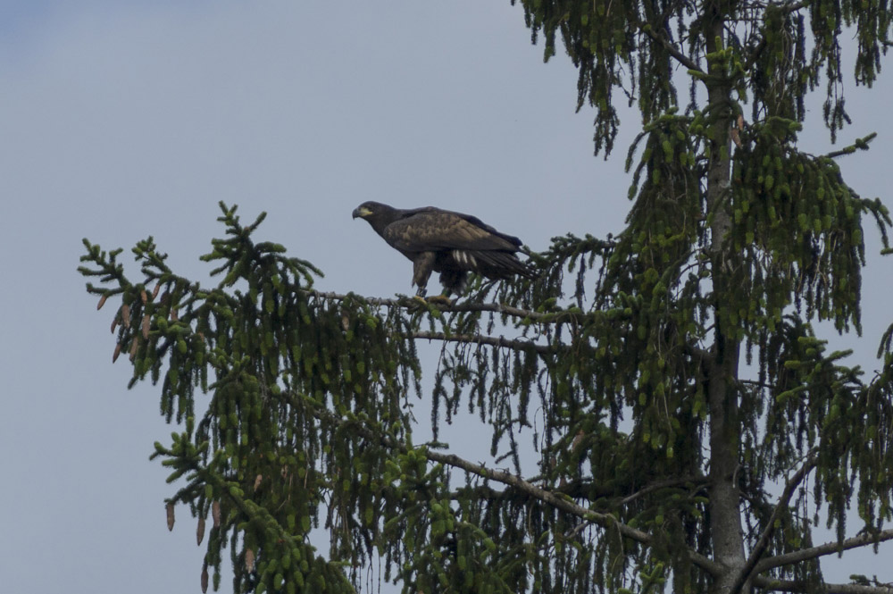 Ein Refugium, auch für den Seeadler: der Truppenübungsplatz Allentsteig. (Foto: Matthias Schickhofer)