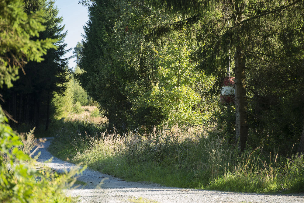 Bernschlag, Waldviertel: Dass einige Bauern ihr Vieh direkt an der Grenze zur neuen Wolfsheimat weiden lassen, sollte kein Problem sein. Es braucht bloß effiziente Herdenschutzmaßnahmen. (Foto: Matthias Schickhofer=
