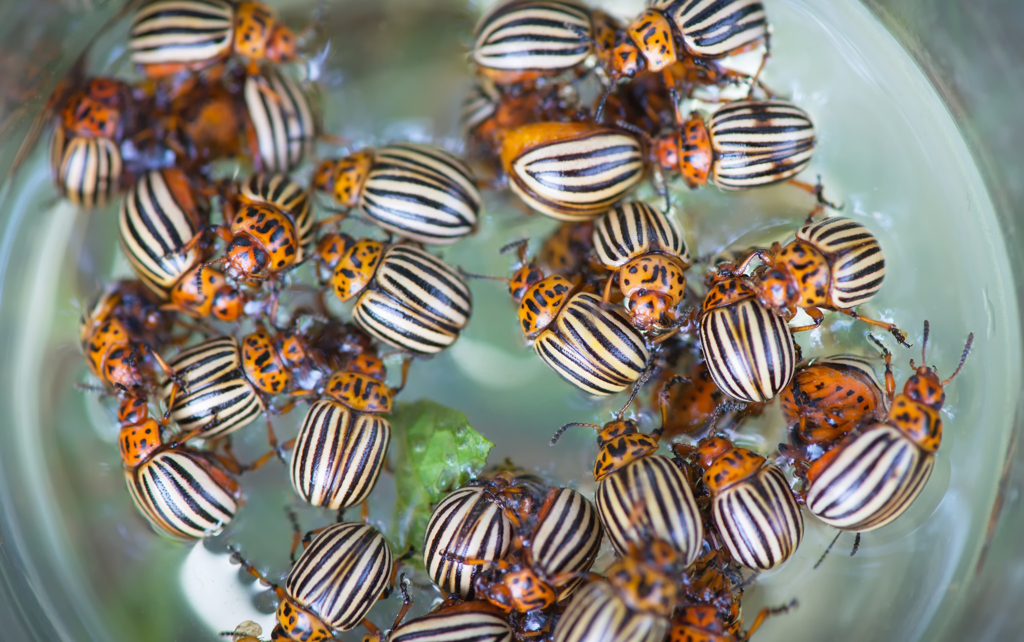 Kartoffelkäfer_shutterstock_451128523