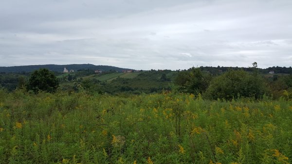 Bosnia grows Organic: ein überwuchertes Feld