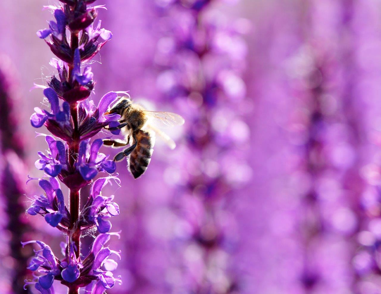 Übrigens Es ist Pflanzzeit für Stauden BIORAMA
