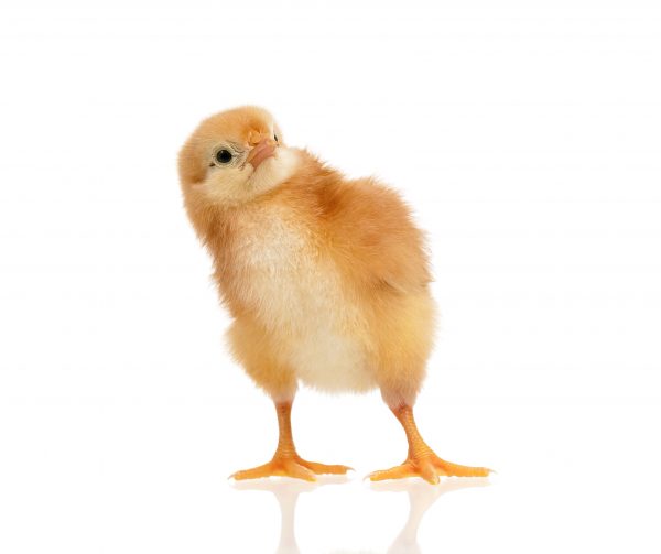 Küken