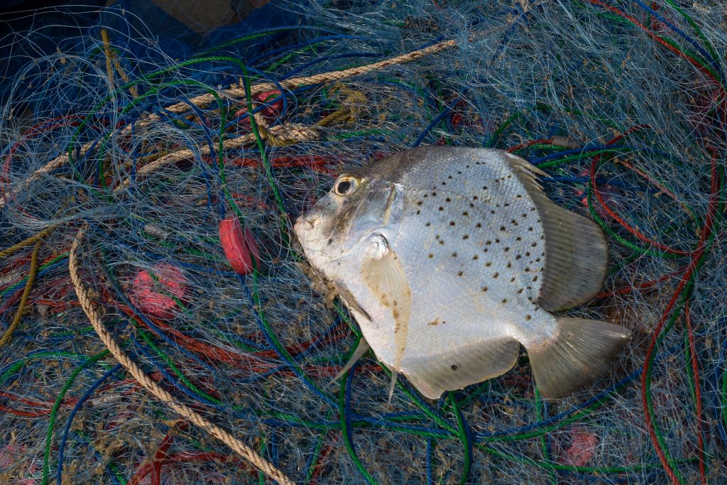 shutterstock_388215724