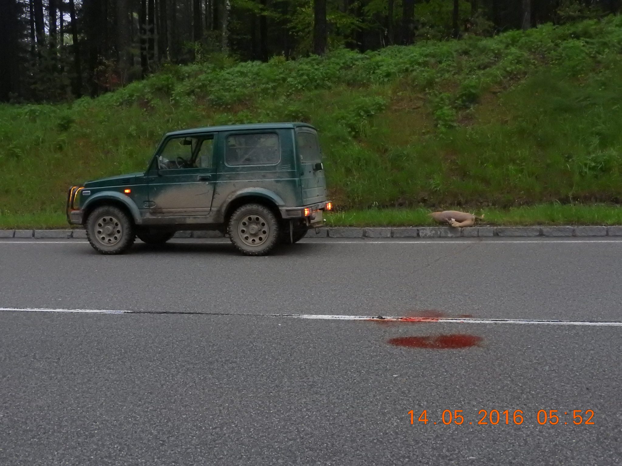 Kein schöner Anblick, doch Realität auf den Straßen: Allein in Österreich werden im Jahr 80.000 Wildtiere getötet. Die Hälfte davon sind Rehe. (Foto: Erich Hofer)