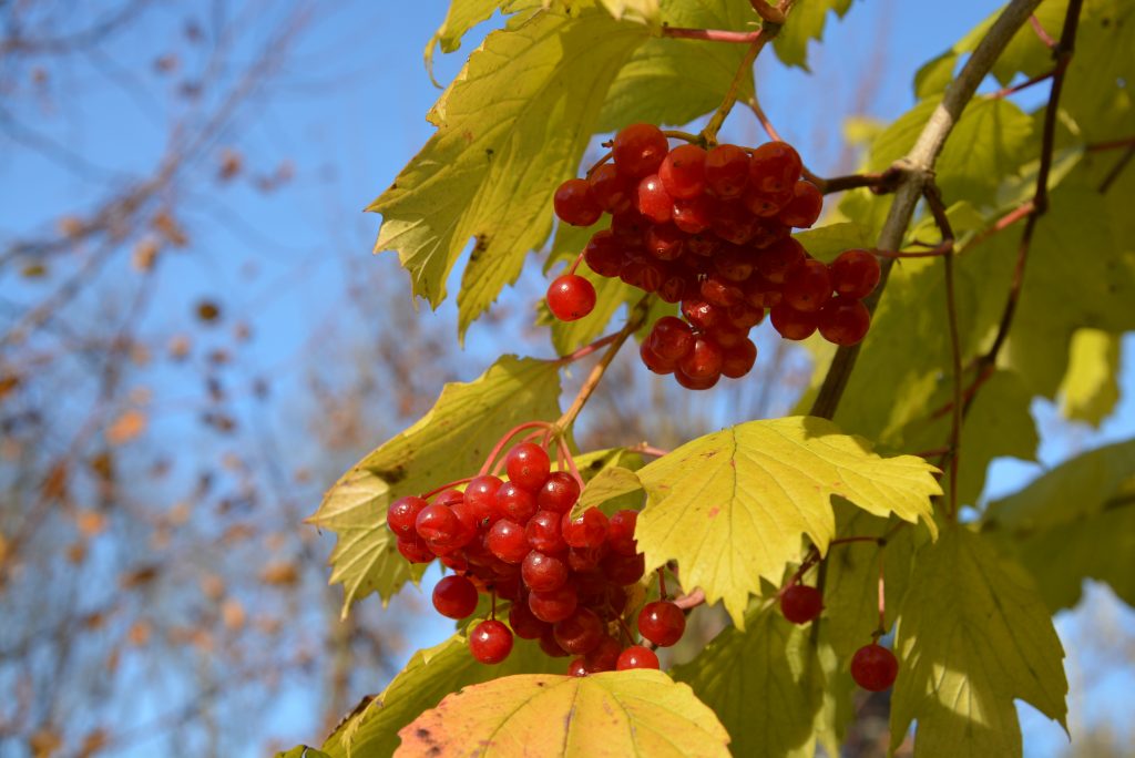 Leuchtend rote Schnebälle? (Bild: Barbara Schrattenholzer, Natur im Garten)
