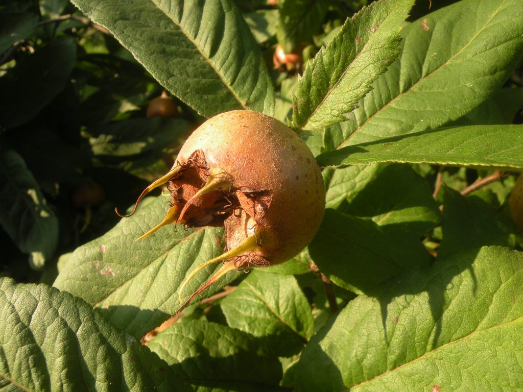 Die Mispel (Bild: Barbara Schrattenholzer, Natur im Garten)