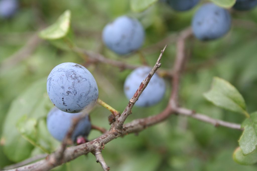 Die Schlehe (Bild: Natur im Garten)