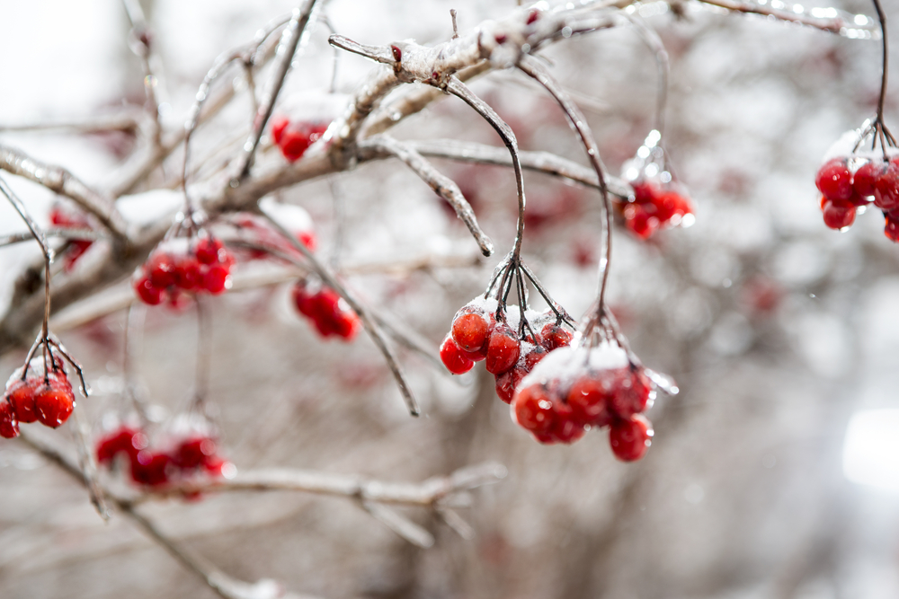 shutterstock_279505259