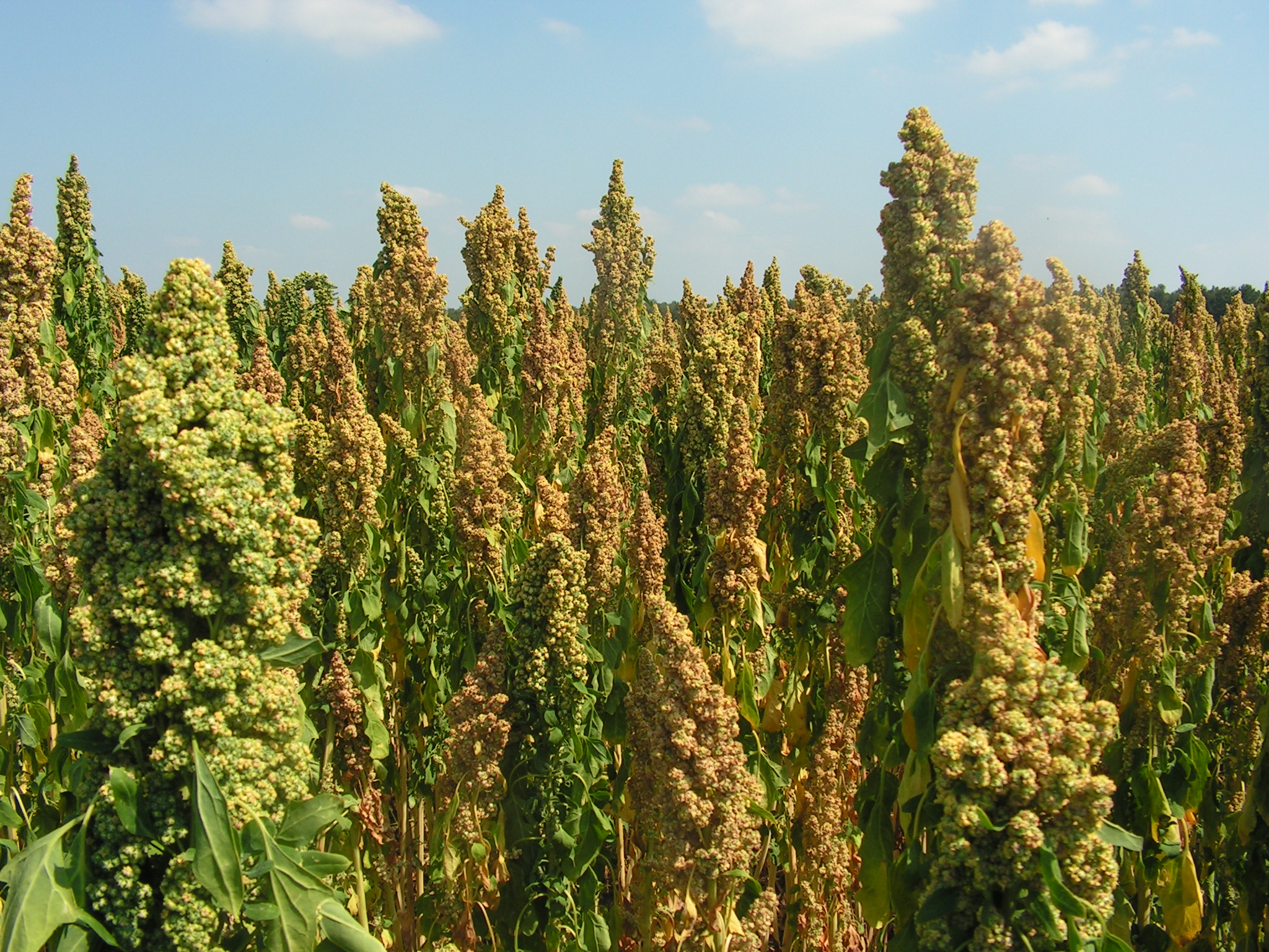 Quinoa