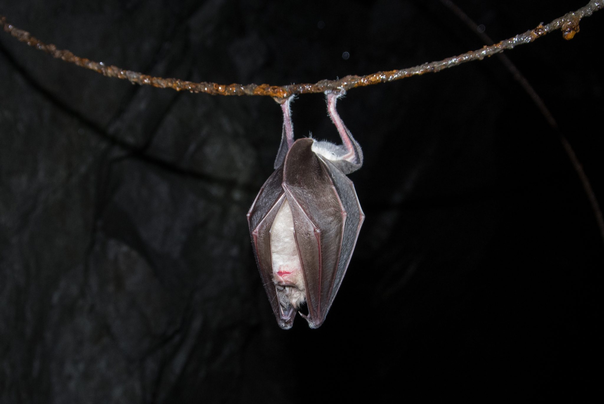 Winterschlaf Fledermaus