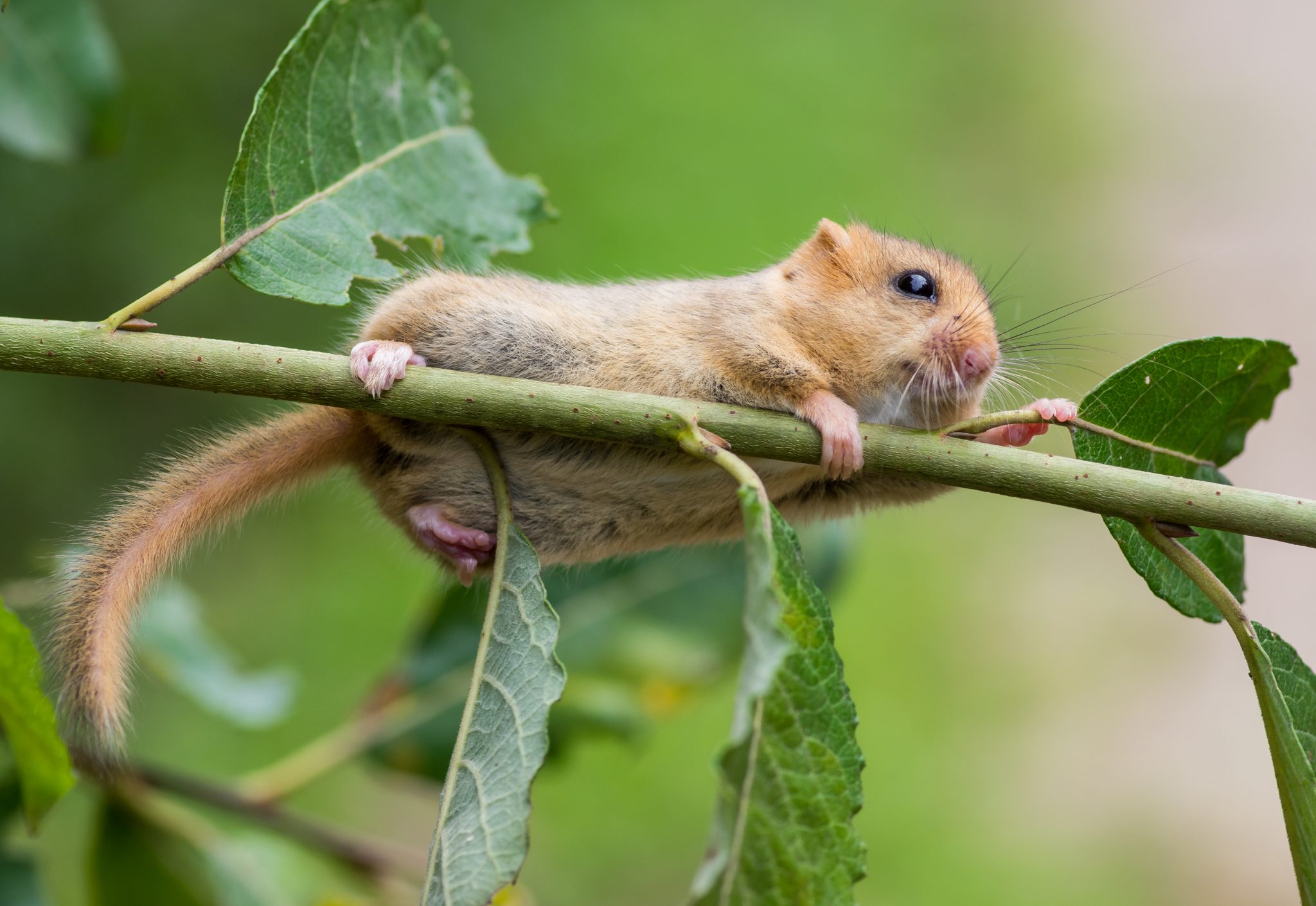 Beißt nicht und riecht nach Tee: die Haselmaus, das Wildtier des Jahres