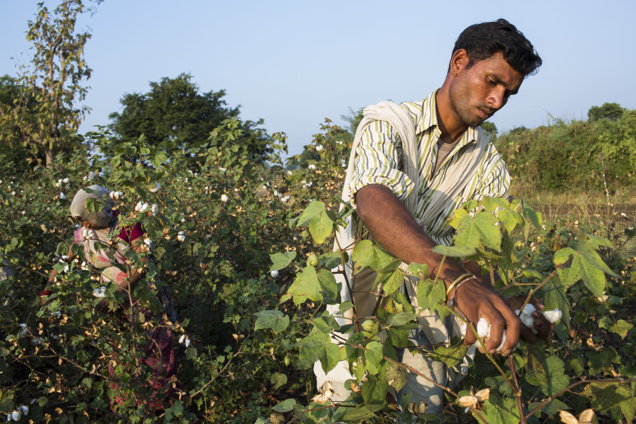 Fairtrade Baumwolle