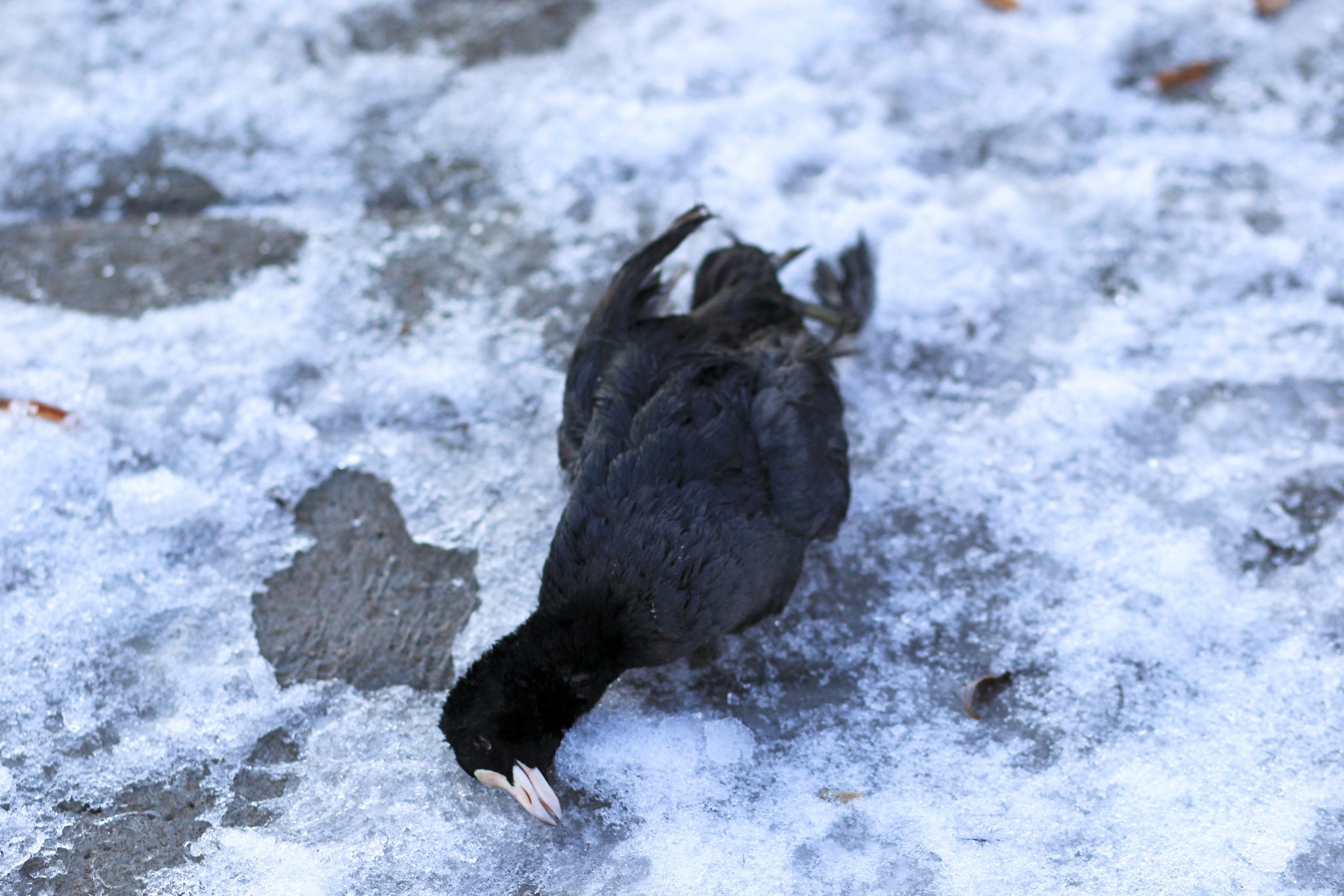Vogelgrippe