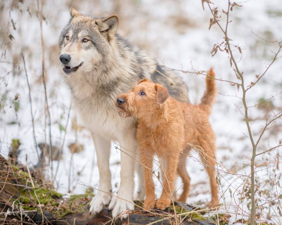 daytime holdall Først Was tun wenn ich beim Spazierengehen einem Wolf begegne?