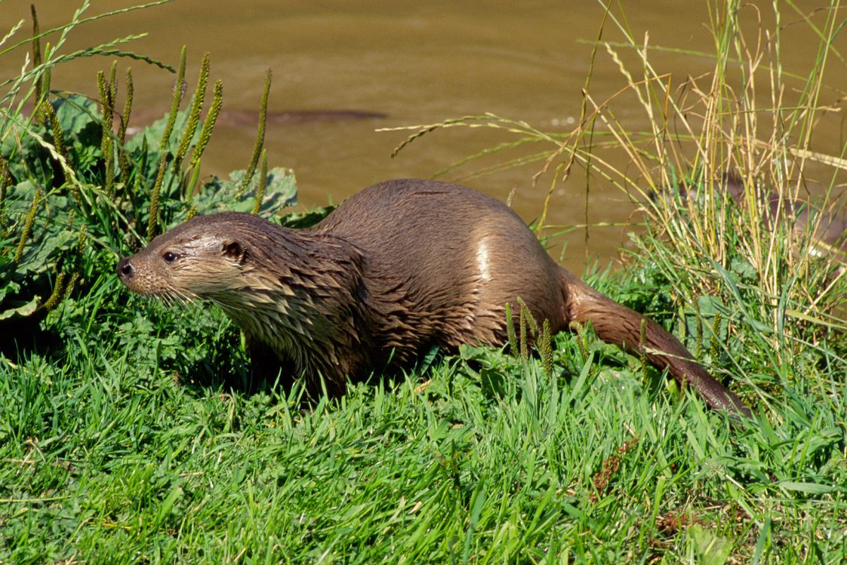 Otter Als Haustier In österreich