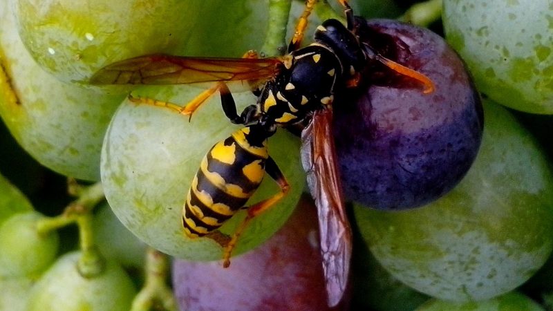 Auch Parfüm, Deo oder Sonnencreme können Wespen anlocken.