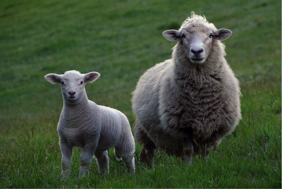 No Mulesing Wolle Bedeutet Tierfreundlichere Textilien