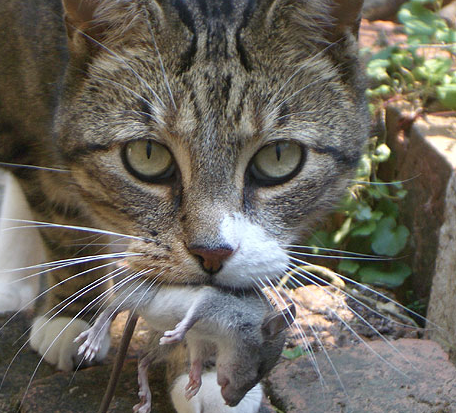 Gehören Katzen Wie Hunde Besteuert