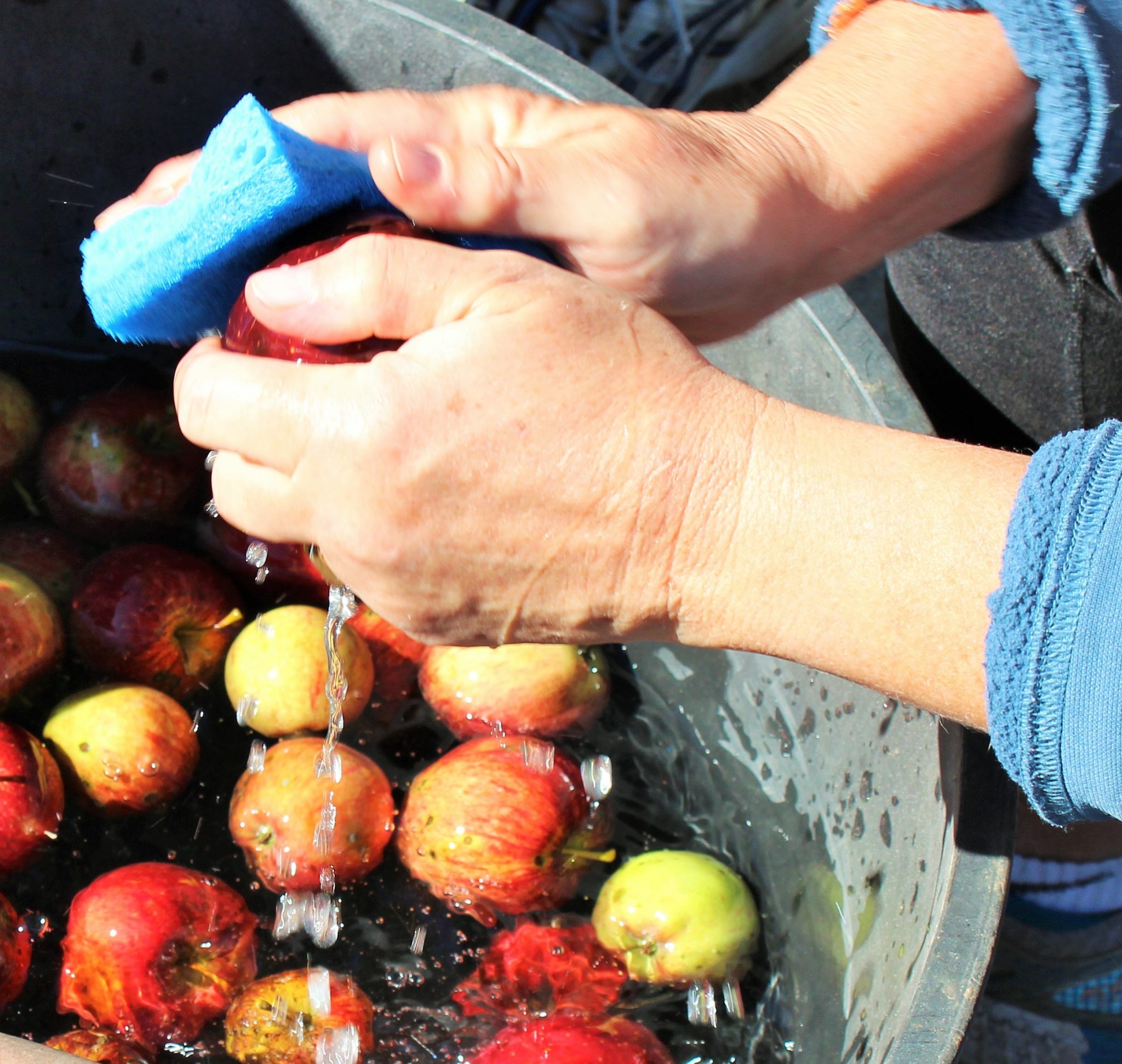 Äpfel können auch mit einer Bürste gewaschen werden