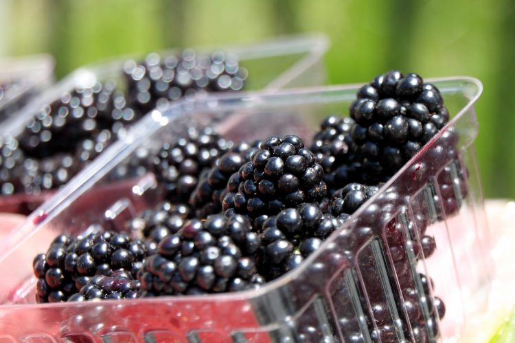 Beeren müssen vorsichtig gewaschen werden
