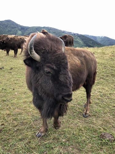 Der Bison Ist Zuruck Auch In Osterreich Biorama