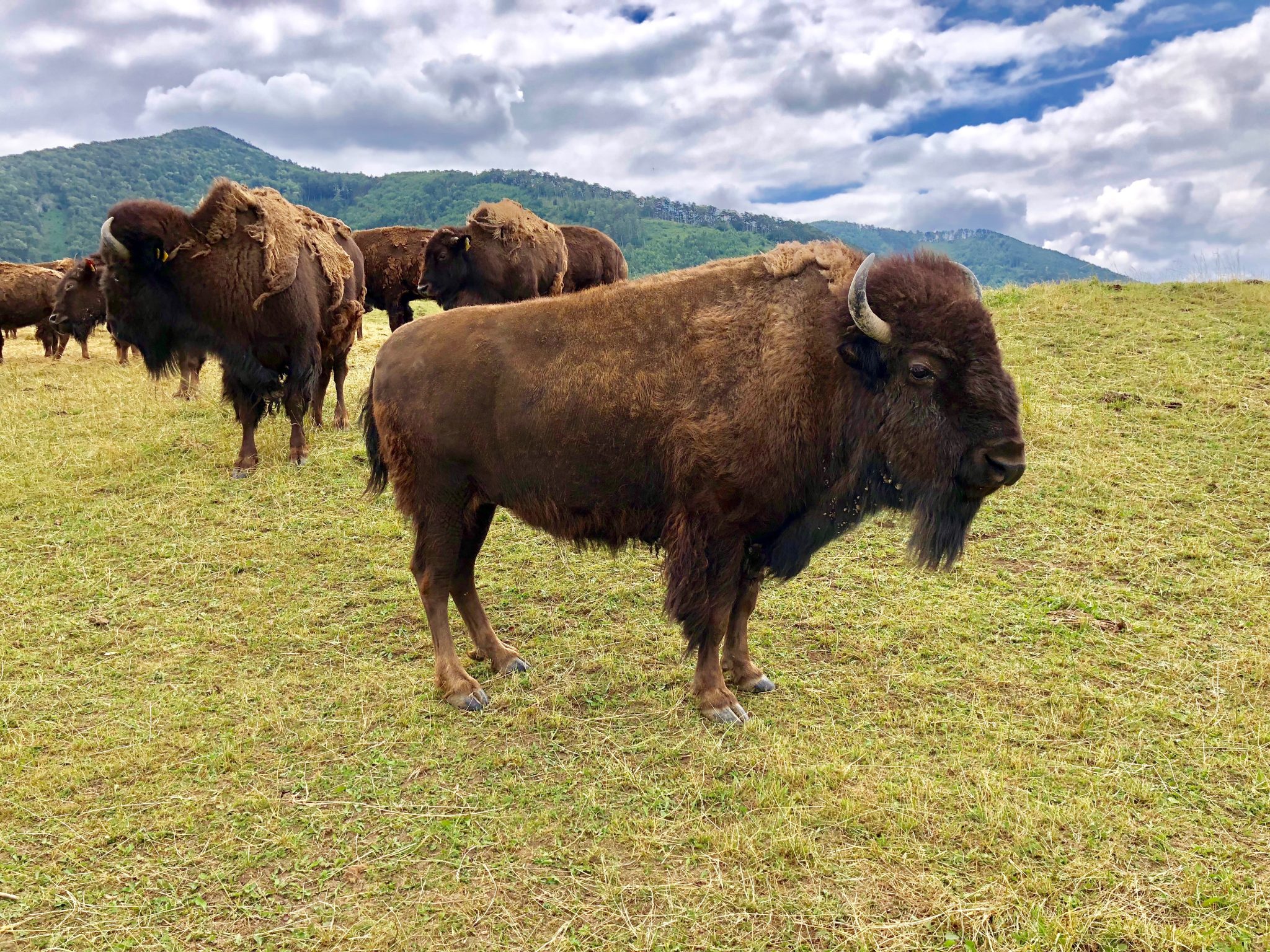 Der Bison Ist Zuruck Auch In Osterreich Biorama