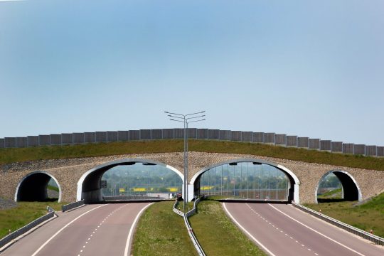 Grünbrücken können für Hirsch, Reh, Hase, Wolf, Luchs und Bär den genetischen Austausch erhalten.