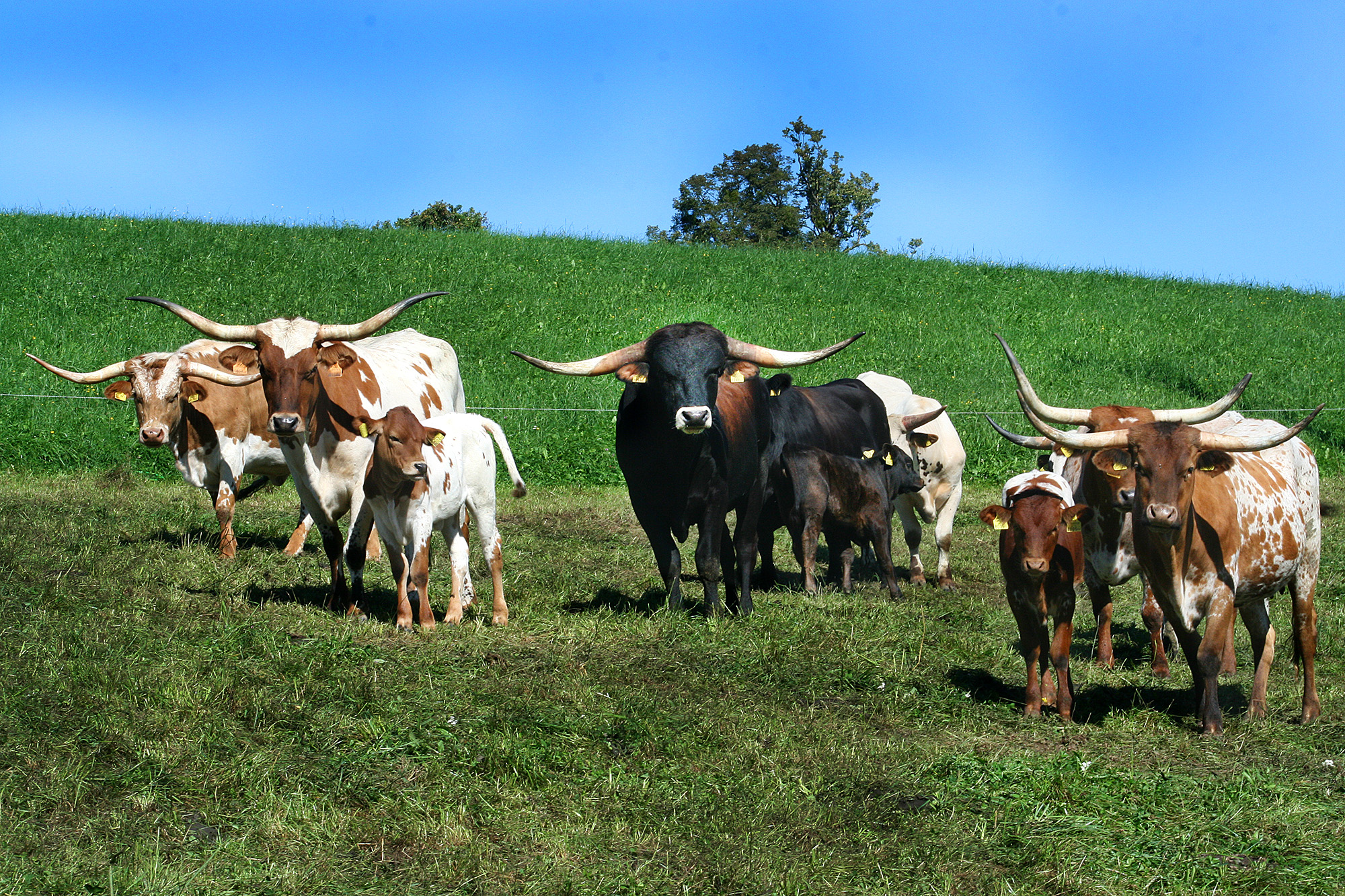 rinder, bull, bauernhof, -hörner, säugetier, longhorn, rind