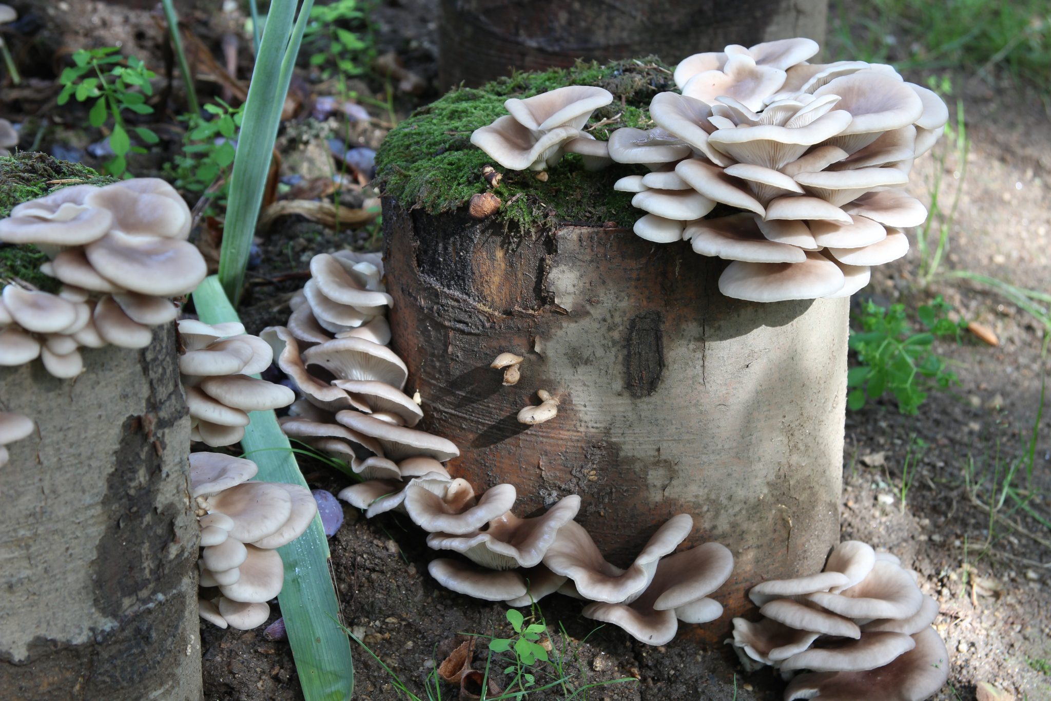 Pilze selbst anbauen: Der Waldviertler Pilzgarten macht&amp;#39;s vor - BIORAMA