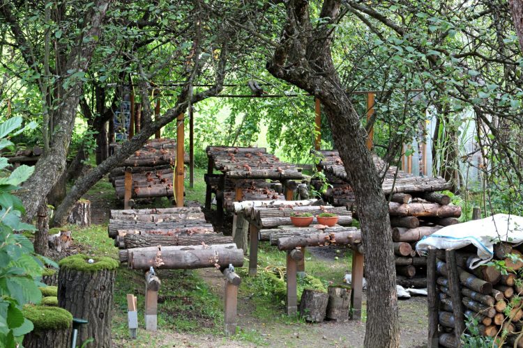 Wenn man selber keinen Wald hinter dem Haus hat, kann man einfach den Bauern aus der Umgebung nach Baumstämmen für den Pilzanbau fragen.