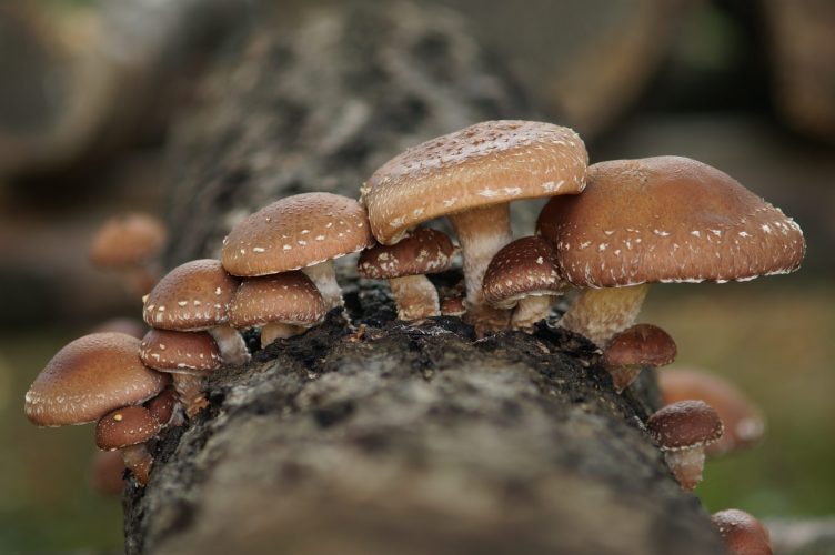 Der Shiitake ist der einzige Pilz, der nicht in Erdkultur, sondern in Luftkultur angebaut wird.