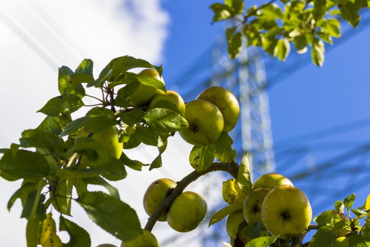 Die Fruchtsüßen enthalten extrem viel Fruktose und sollen deswegen nur sparsam eingesetzt werden.