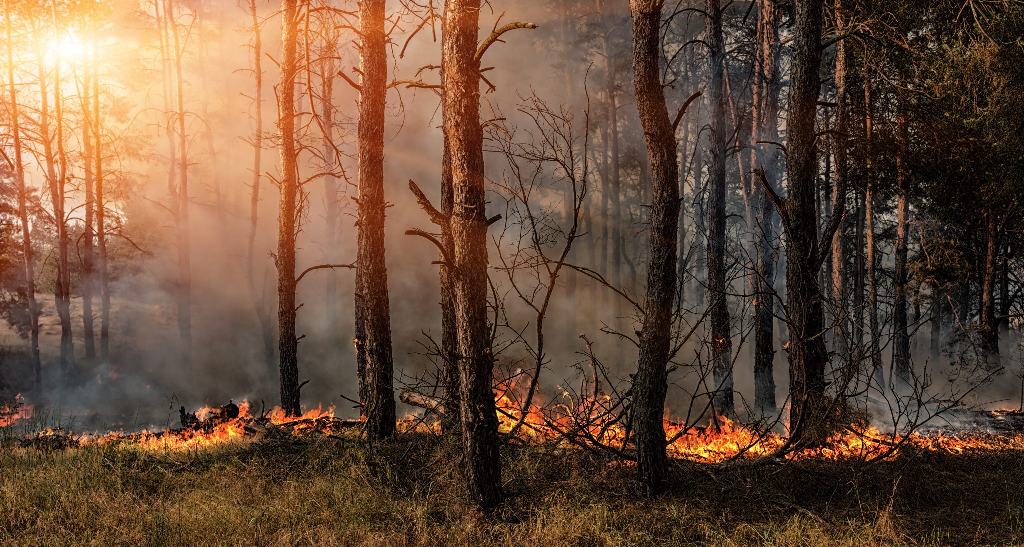 In Österreich nimmt die Zahl an Waldbränden zu. Ursache sind Auswirkungen des Klimawandels.