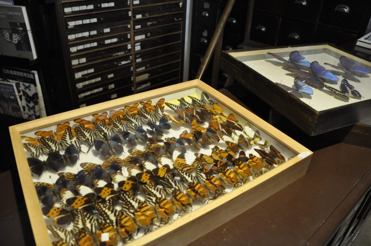 Hildegard Winkler handelt nur mit Insekten, sie hat aber nie begonnen sie zu lieben.