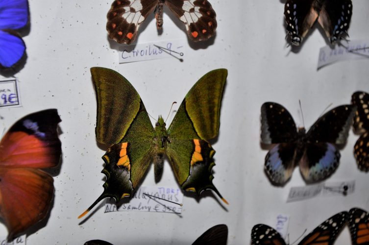 Einige der Schmetterlinge in der Sammlung von Hildegard Winkler gehören noch zur alten Sammlung.