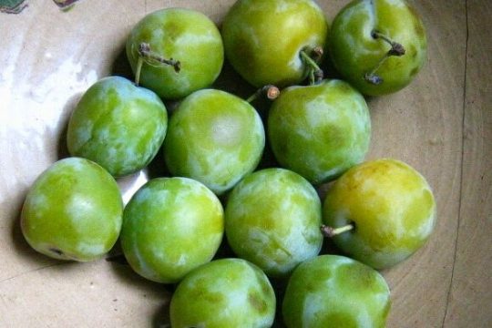 Ringlotten werden mit Kirschpflaumen veredelt.