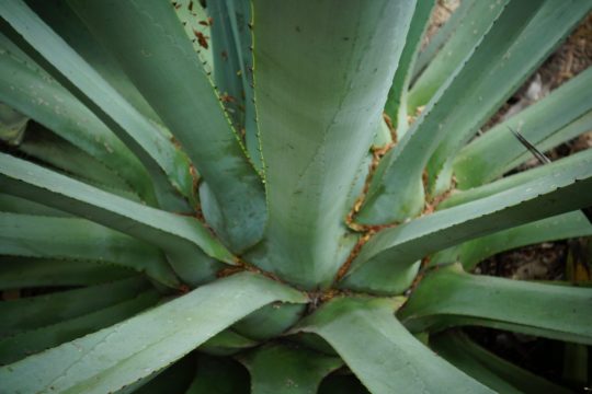 Die Herstellung von Mezcal beginnt mit der Ernte.