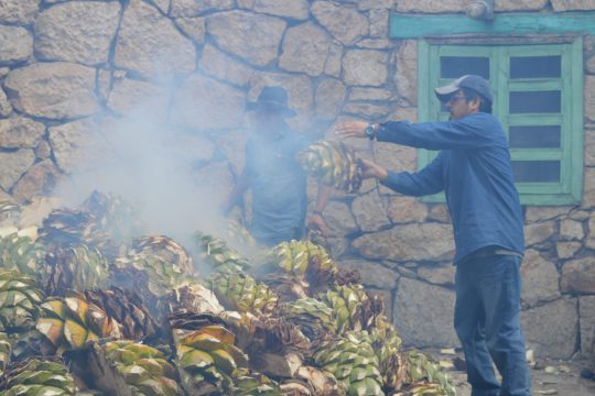 Für die Herstellung von Mezcal braucht man nur die Agavenherzen.