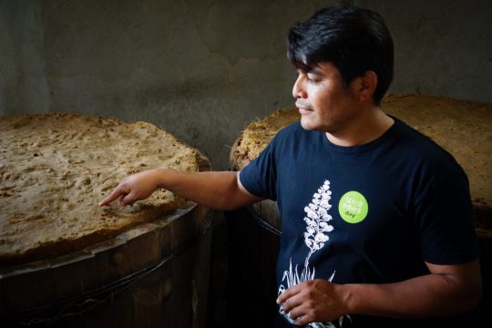 Danach muss der Mezcal über eine Woche gären.