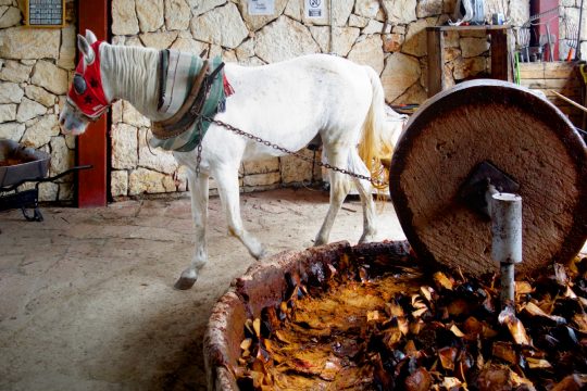 Mezcal ist ein Überbegriff für alle Spirituosen, die aus Agaven hergestellt werden, auch Tequila.