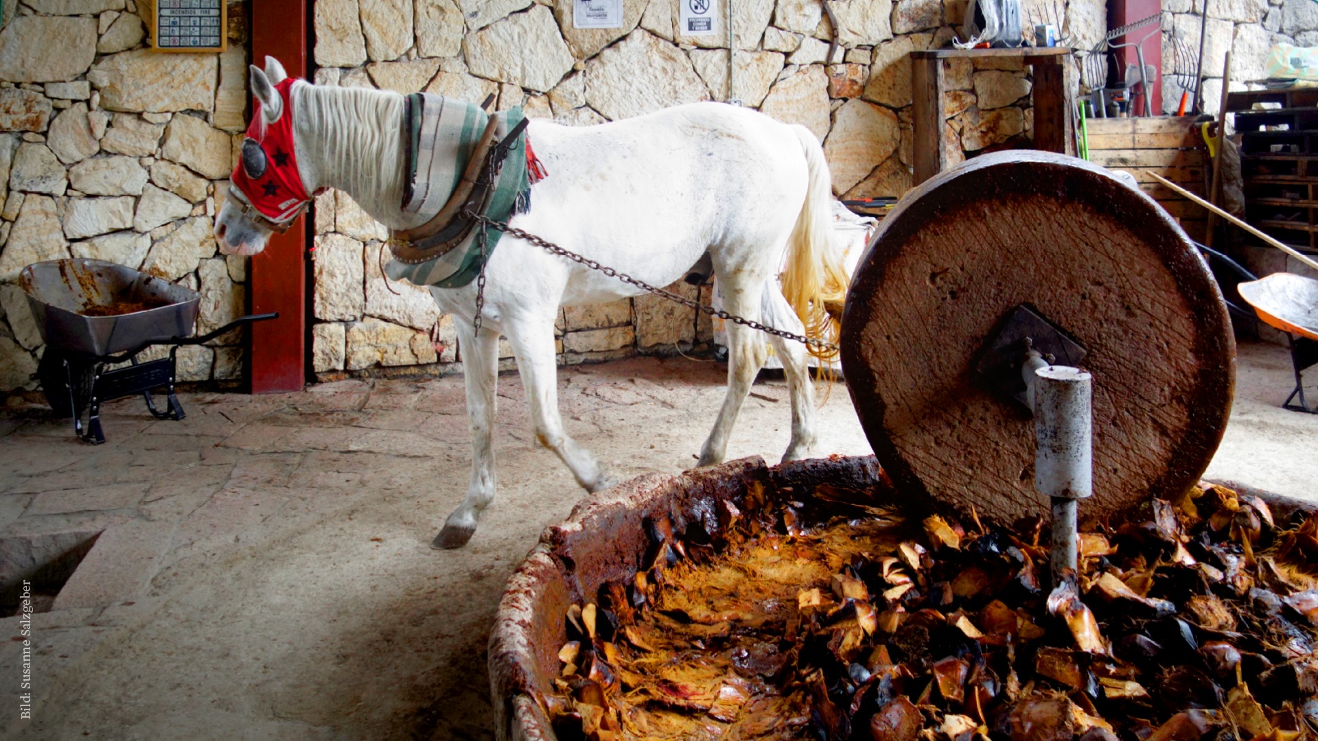 Mezcal ist ein Überbegriff für alle Spirituosen, die aus Agaven hergestellt werden, auch Tequila.