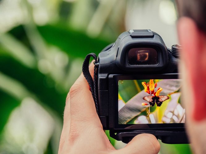Im Stil von Citizen Science kann jeder etwas zur Erforschung der Schmetterlinge beitrage.