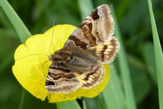 Raupen brauchen im Garten einen geschützten Ort für die Verpuppung.